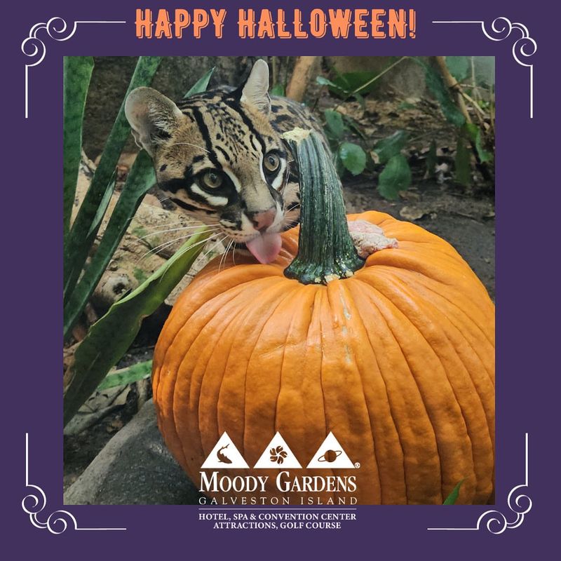 Family Fun and Halloween Events at Moody Gardens