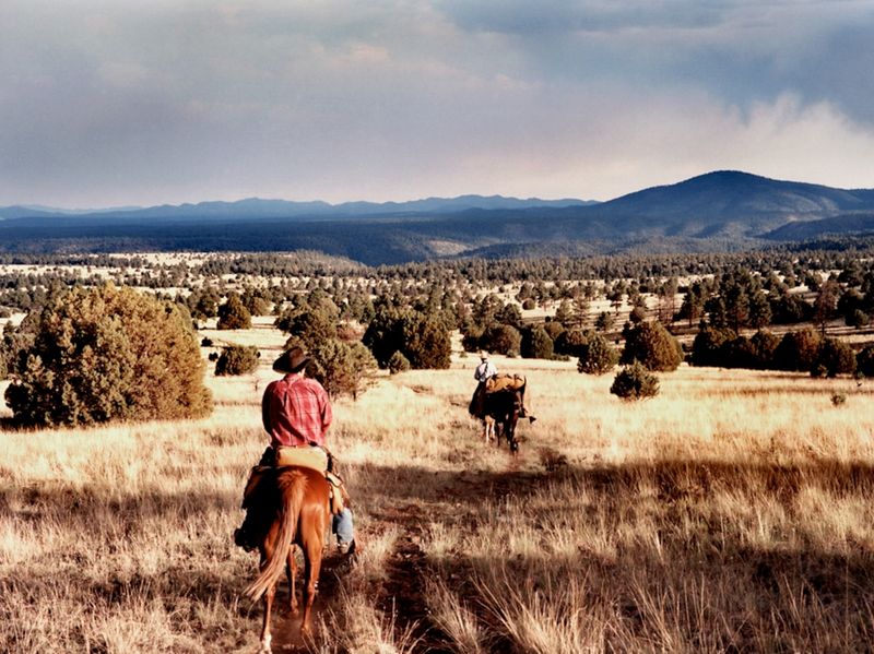 Intentionally Tripping an Equine