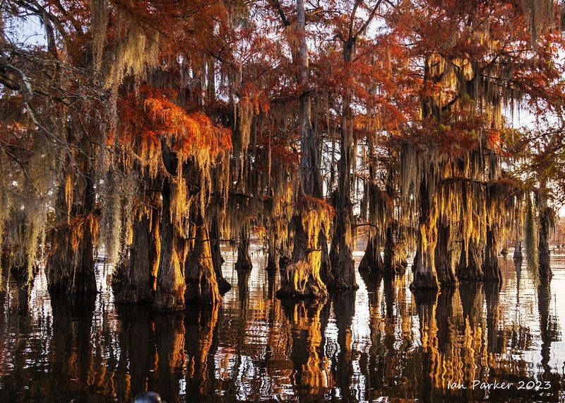 Caddo Lake State Park Forgotten Corners