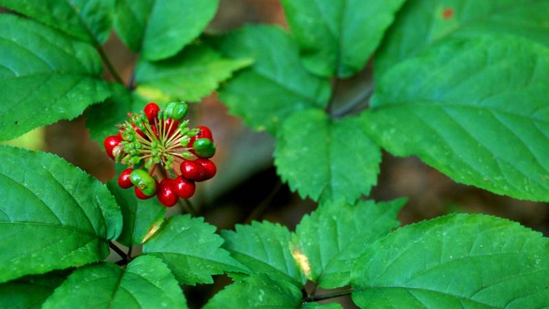 Protected Plants and Wildflowers