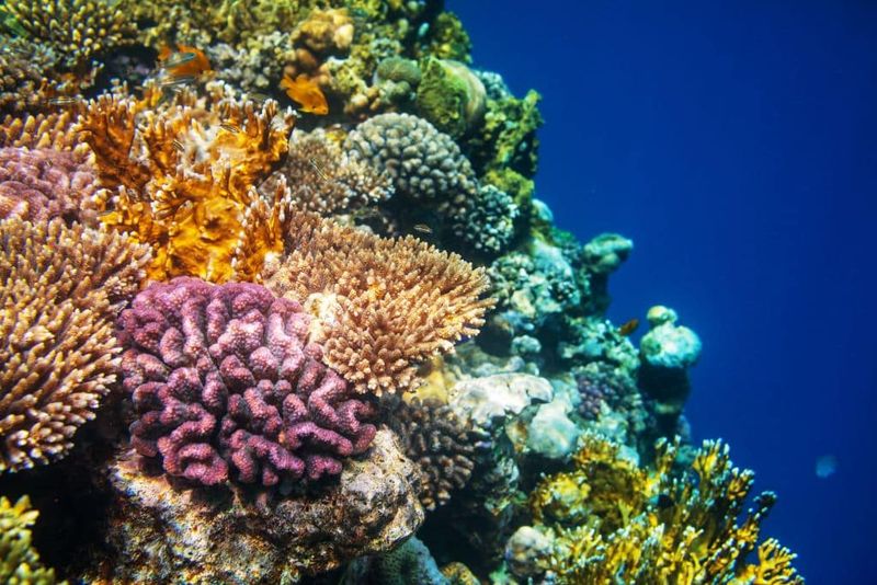 A Future For Hawai?i’s Reefs