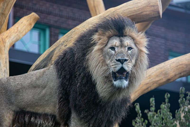 Lincoln Park Zoo
