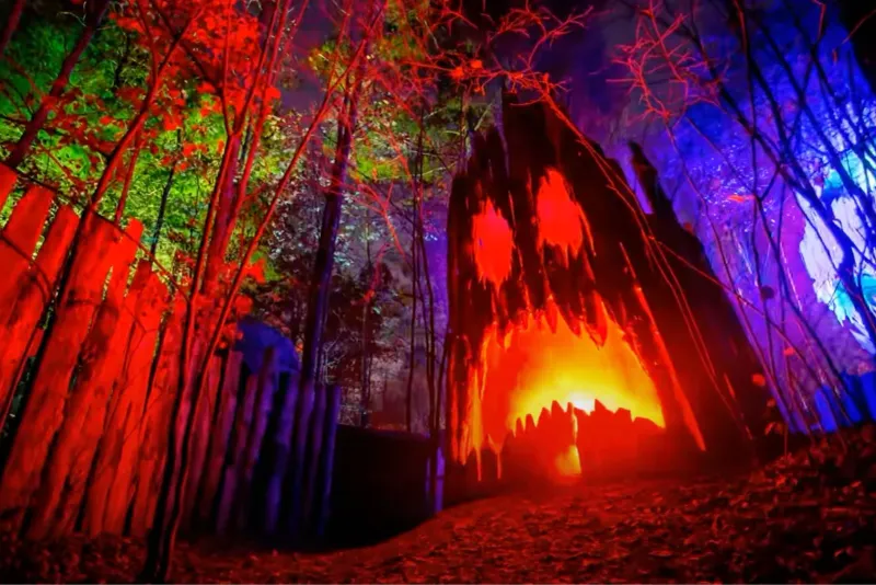 Mysterious Trails Through Shadowy Woods