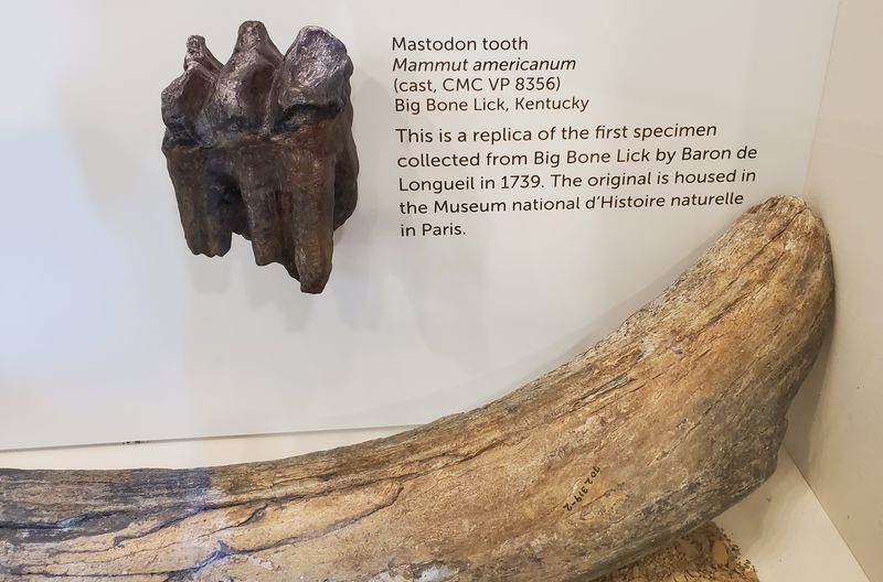 Fossils and Prehistoric Relics