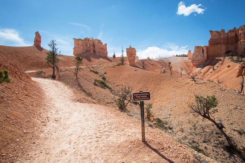 Bryce Canyon hoodoos and trail erosion