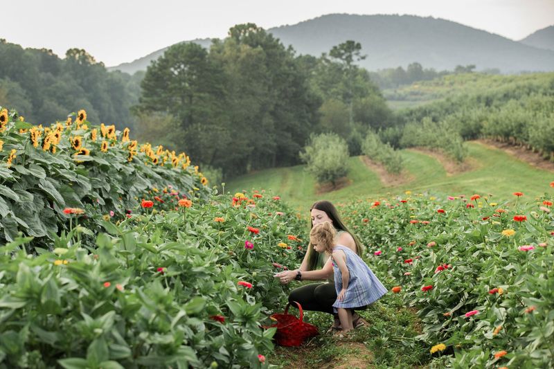 Georgia Apple Festival