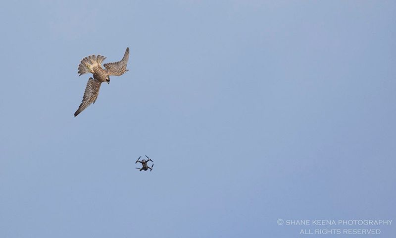 Ignoring Wildlife Disturbance