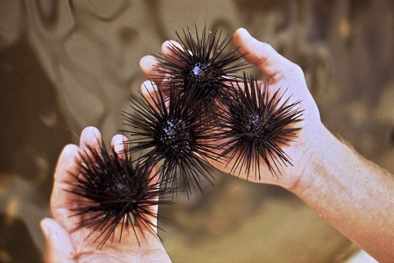 Collecting Live Sea Urchins and Anemones
