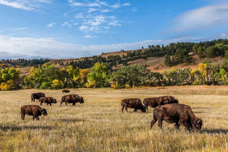 Custer State Park Wildlife