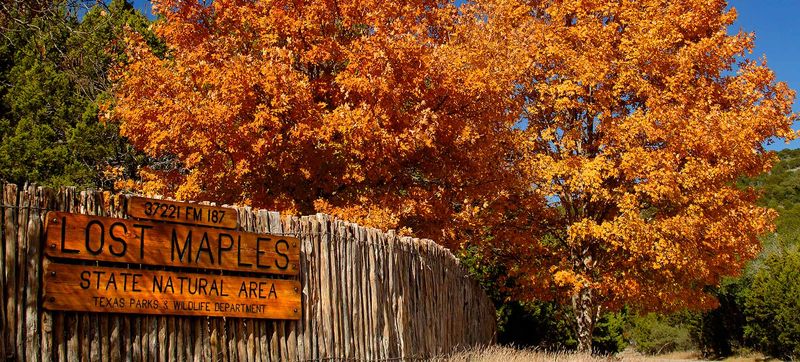 Lost Maples State Natural Area – Where Autumn Reclaims the Canyon