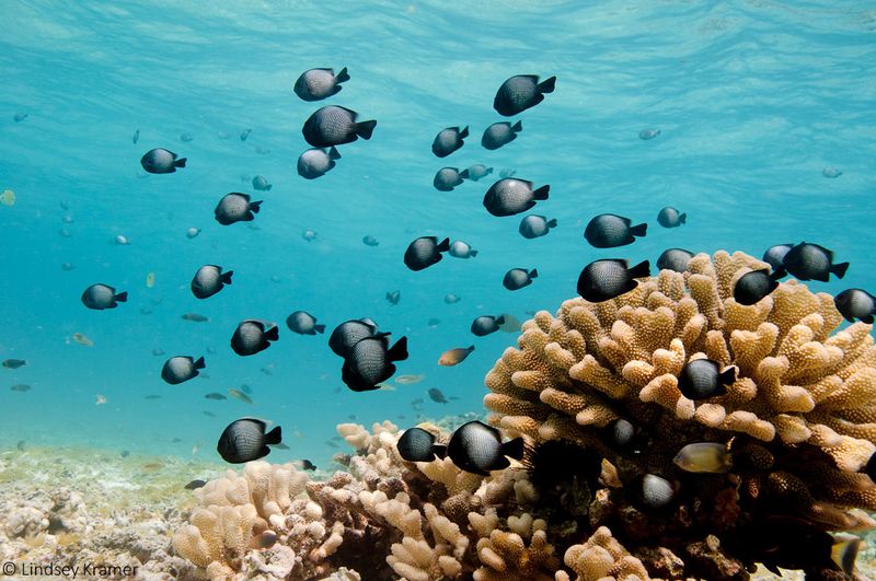Coral Pieces and Fragments
