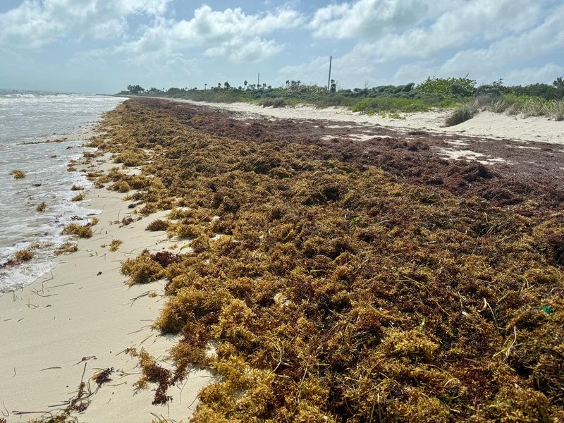 Seaweed and Algae Stress
