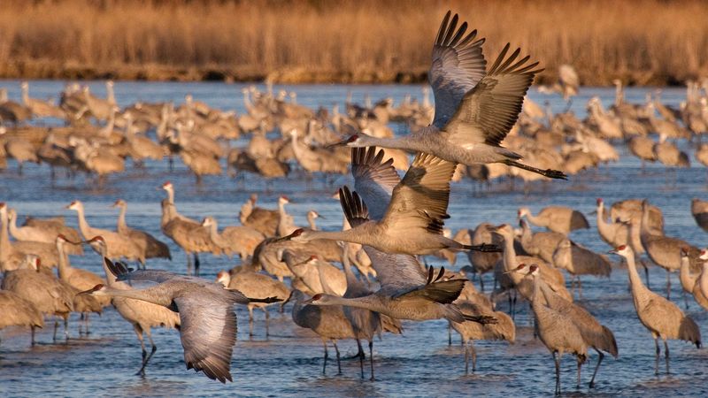 Disruption Of Wildlife Migration Patterns
