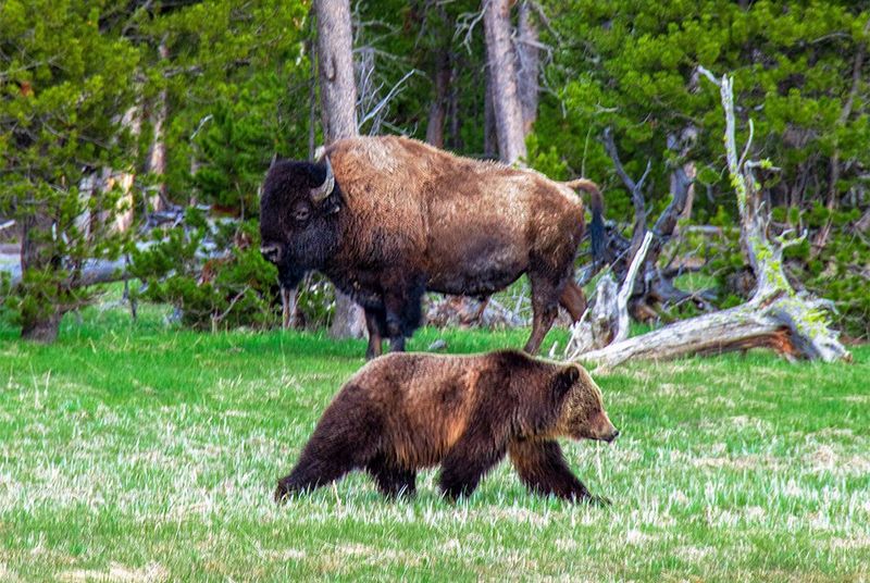Wildlife Encounters Happen Around Every Corner