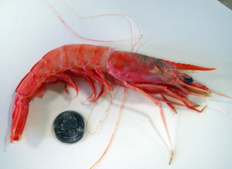 Aquila Seafood (Bon Secour)