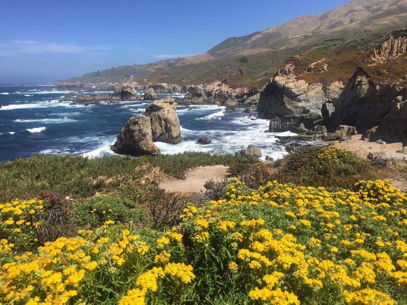 Garrapata State Park Beach: Wildflower Wonderland