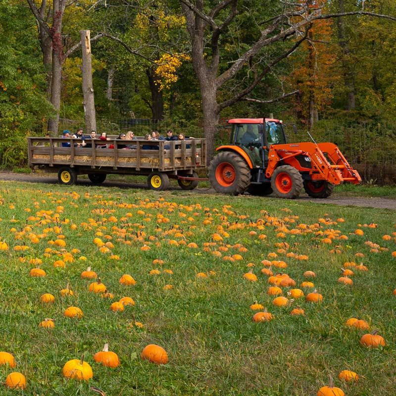 Old West Pumpkin Fest: Daytime Fun at the Ranch