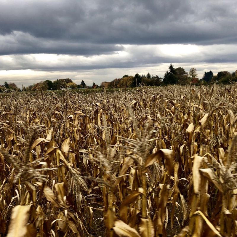 Hiatt Farm – Corvallis