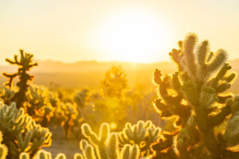 Cholla Cactus Garden's Golden Hour Magic