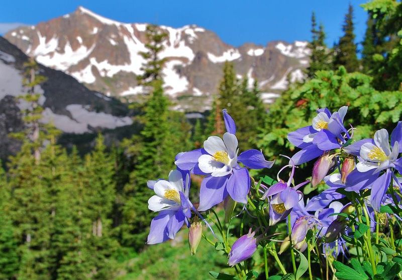 Picking Too Many State Flowers Is Illegal