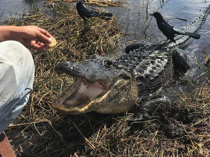 Illegally Interacting with Protected Wildlife