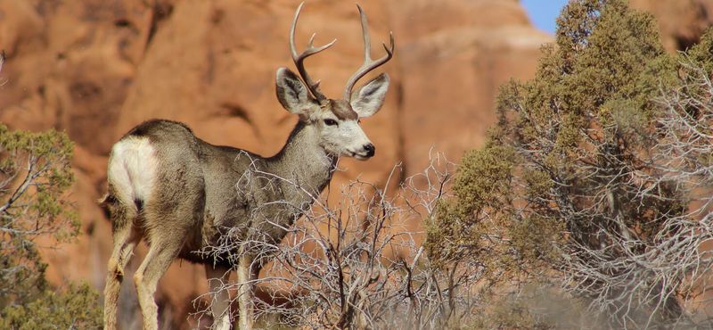 Approaching or disturbing wildlife for photos