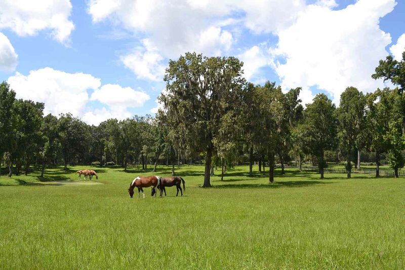 Ocala – Horse Country Meets Craft Spirits