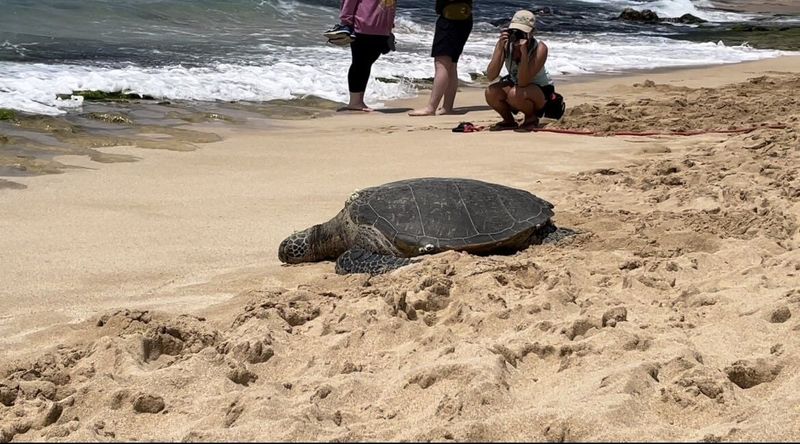 Touching Protected Marine Wildlife