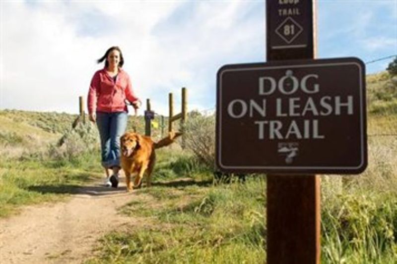 Letting Dogs Run Off Leash