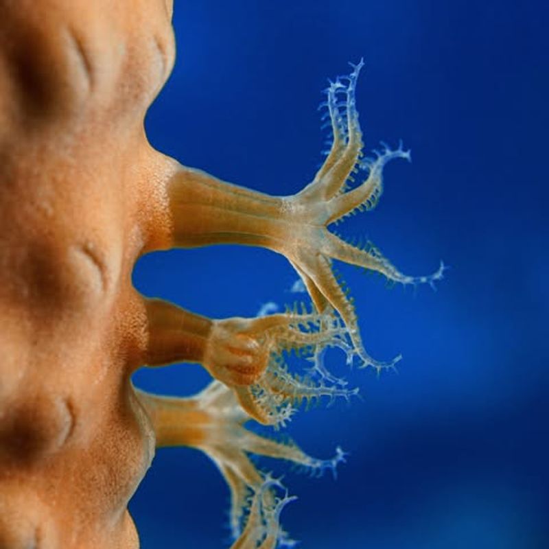 Corals Are Living Animals, Not Rocks