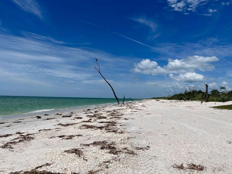 Cayo Costa State Park (off Pine Island, Gulf Coast)