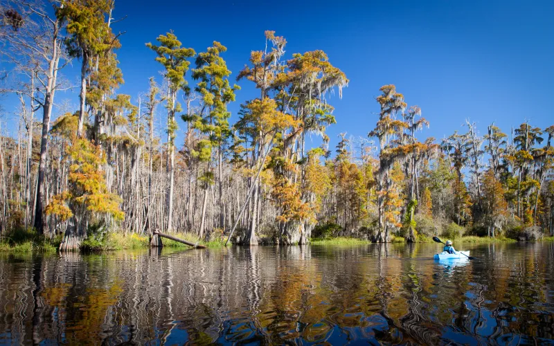 Okefenokee Swamp