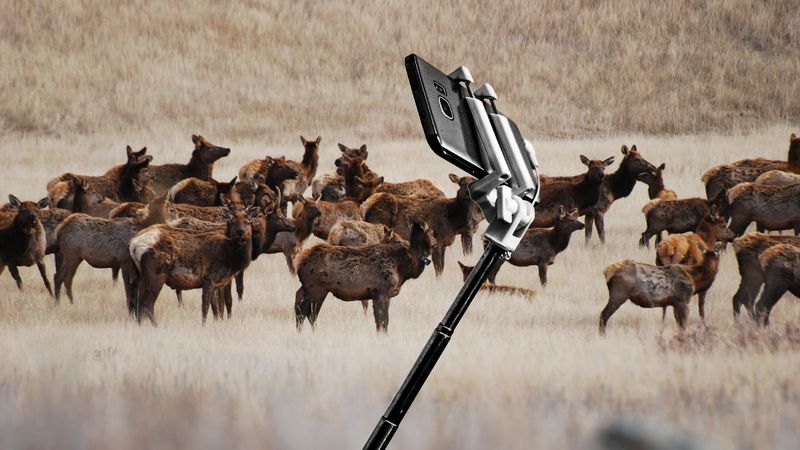 Wildlife Disturbance And Harassment