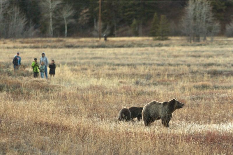 Illegal To Harass Wildlife