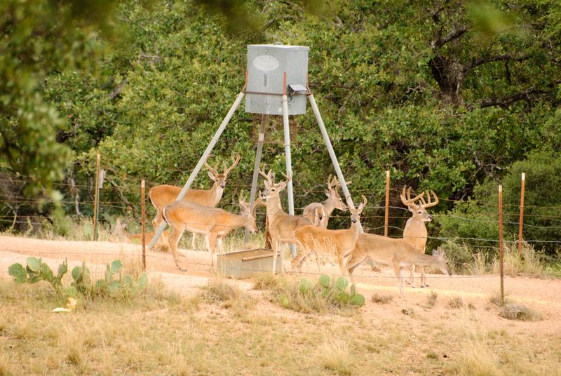 Feeding Wildlife