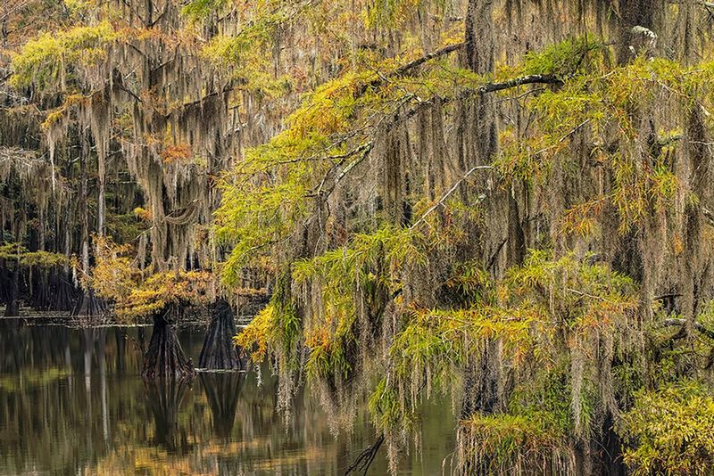 Collecting Spanish Moss or Trees