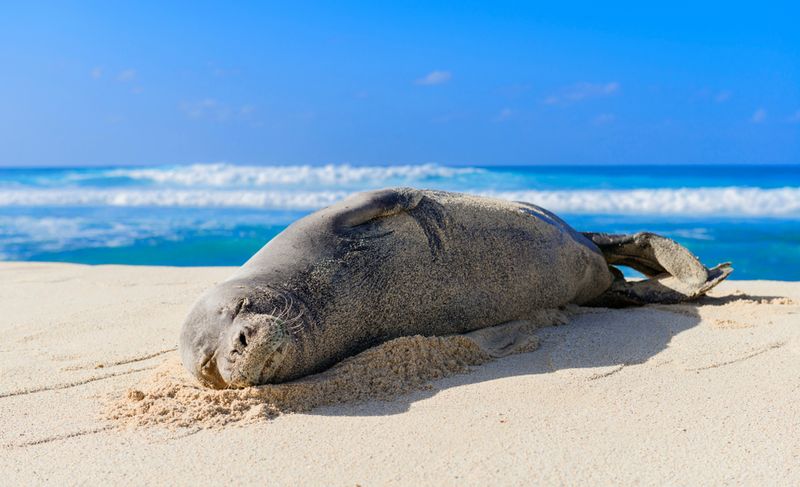 Touching Monk Seals