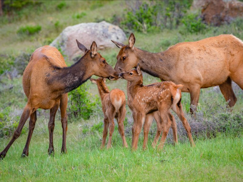 Feeding wildlife is treated as harassment