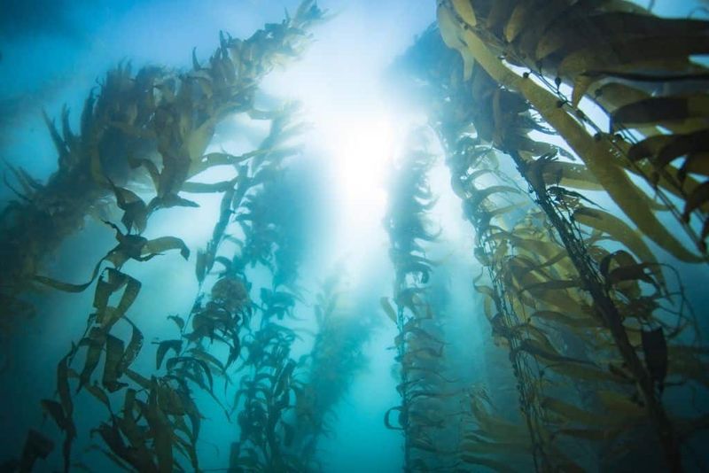 Using banned sunscreen in marine reserves