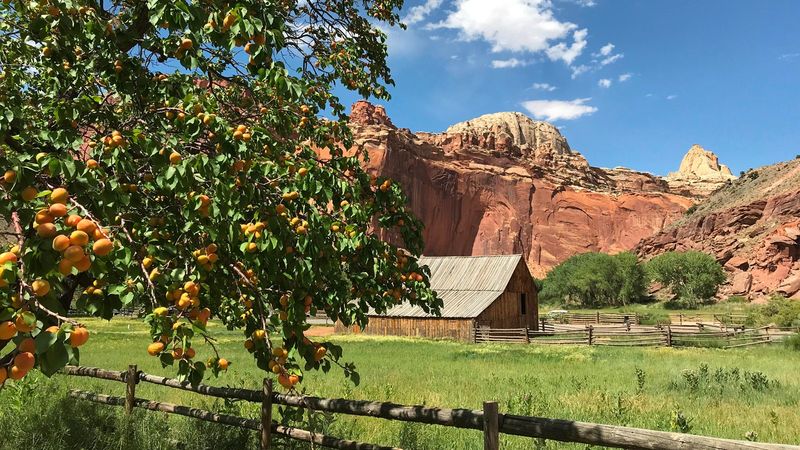 Capitol Reef orchards and food storage ethics