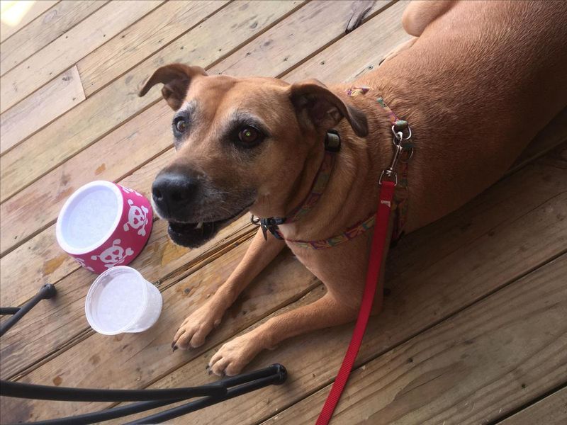 Dog-Friendly Outdoor Dining