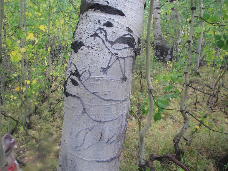Loss of Wildness and Aesthetics