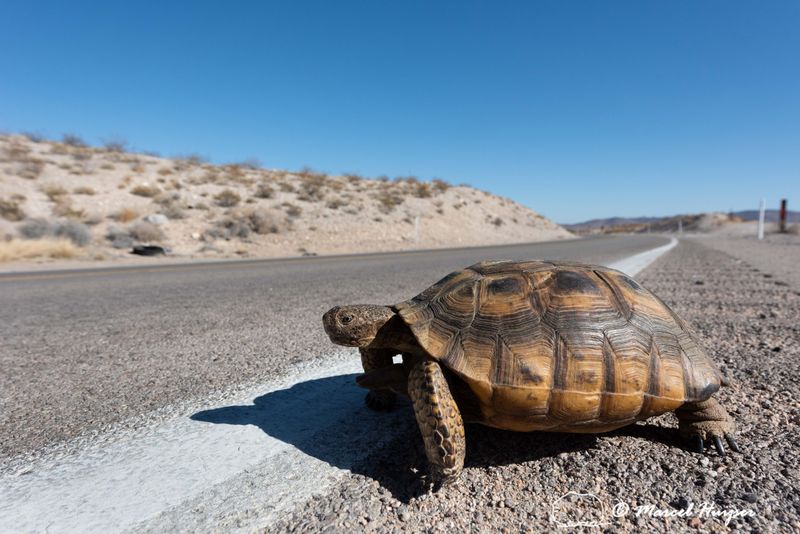 Violating Protected Wildlife Areas