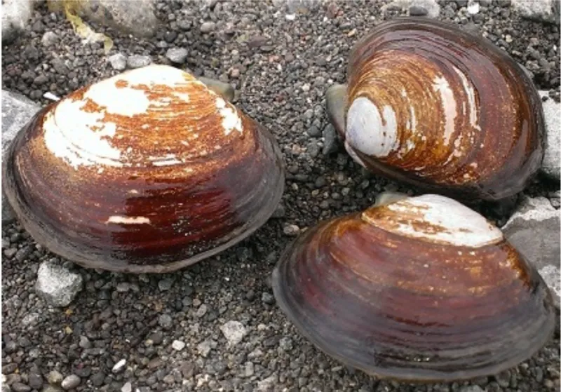 Coastal Shellfish and Biotoxins