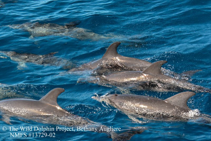 Feeding Dolphins from Boats
