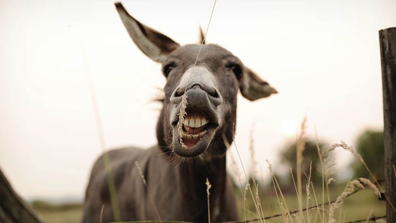 Donkey in a Bathtub? Don't Try It