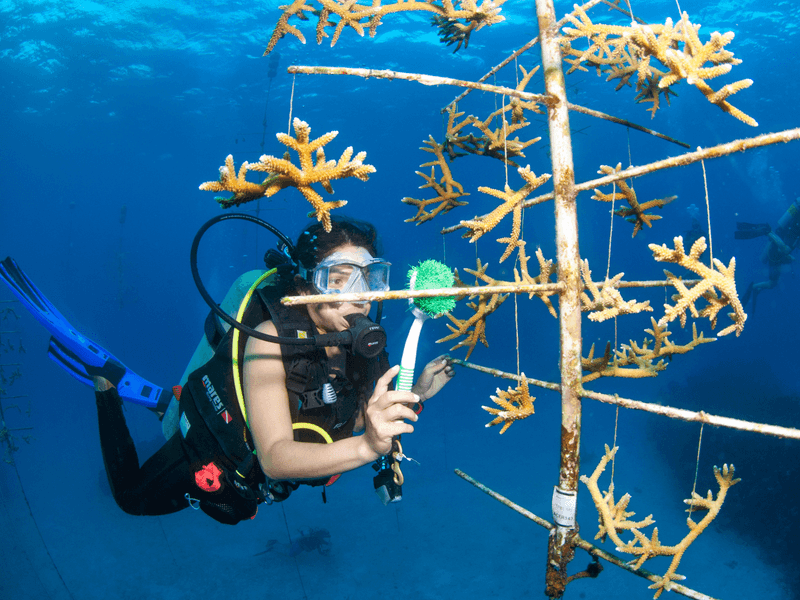 Management And Conservation Efforts