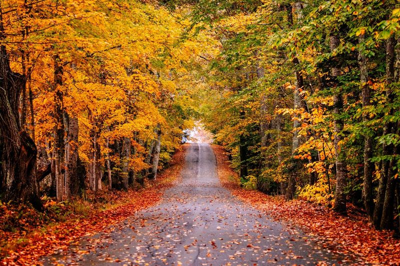 Fall Foliage
