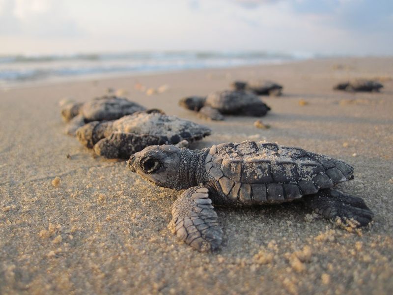 Light Pollution Disrupting Sea Turtle Nesting