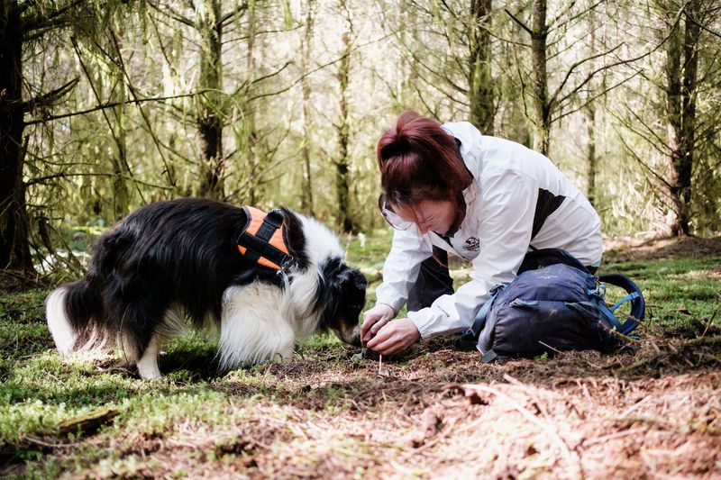 Truffles and the Dog Advantage